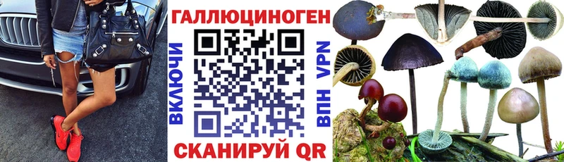 Галлюциногенные грибы Psilocybine cubensis  Балашов 